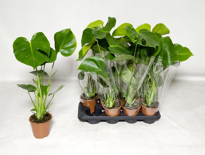 <h4>MONSTERA DELICIOSA</h4>