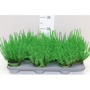 Calluna Picasso Groen Geverfd