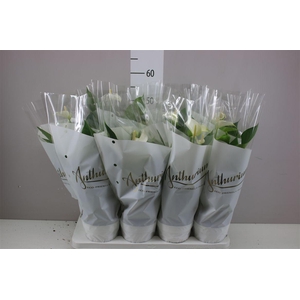 Anth An White Champion