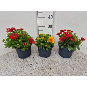 Gaillardia Mix P19