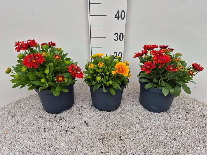 <h4>Gaillardia Mix P19</h4>