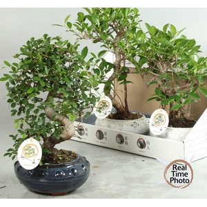 BONSAI GEM