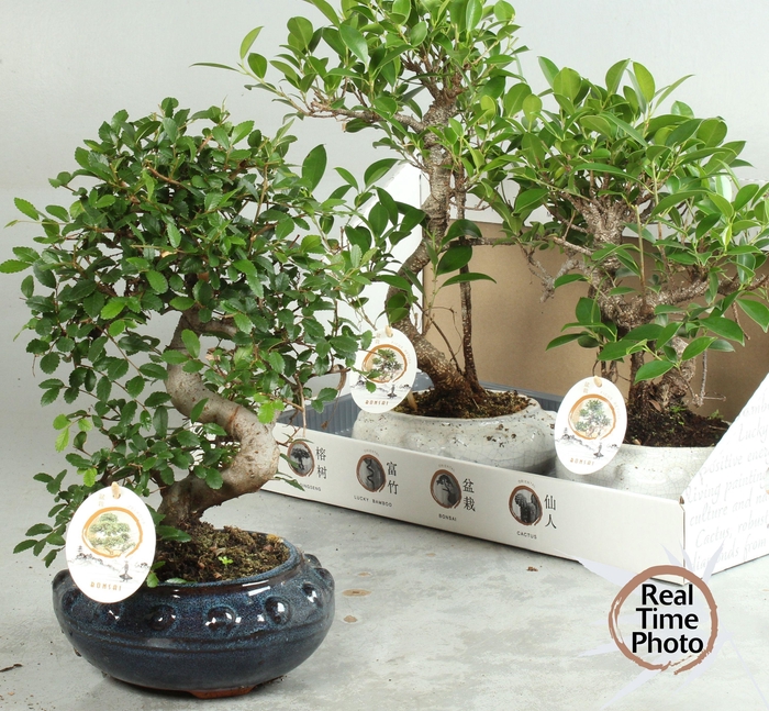 <h4>BONSAI GEM</h4>