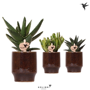 Kolibri Greens Succulenten mix in Classy pot brown
