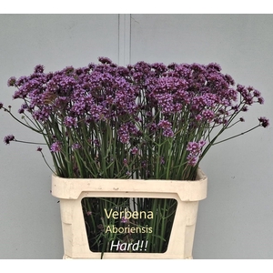 VERBENA HAS P SPIRES