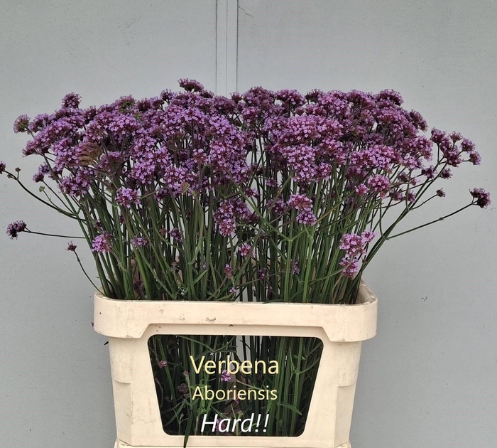 <h4>VERBENA HAS P SPIRES</h4>