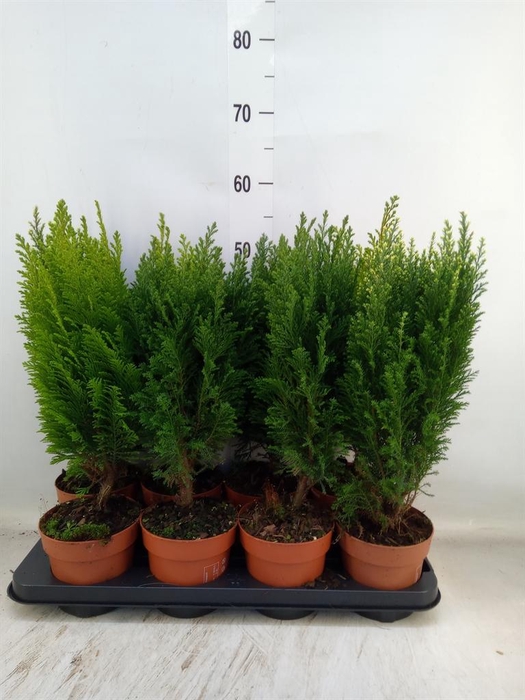 <h4>Conifers   ...mix</h4>