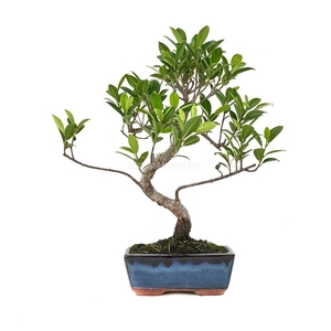 BONSAI GEM