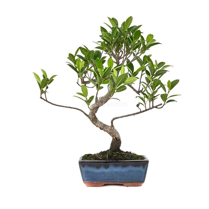<h4>BONSAI GEM</h4>