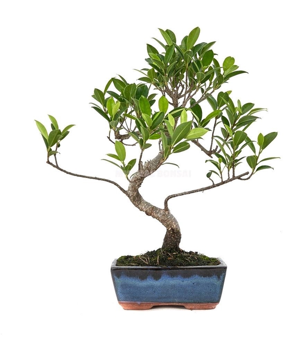 <h4>BONSAI GEM</h4>