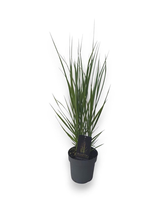 Pani Virgatum Northwind
