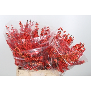Ilex Vert Oudijks Oranje