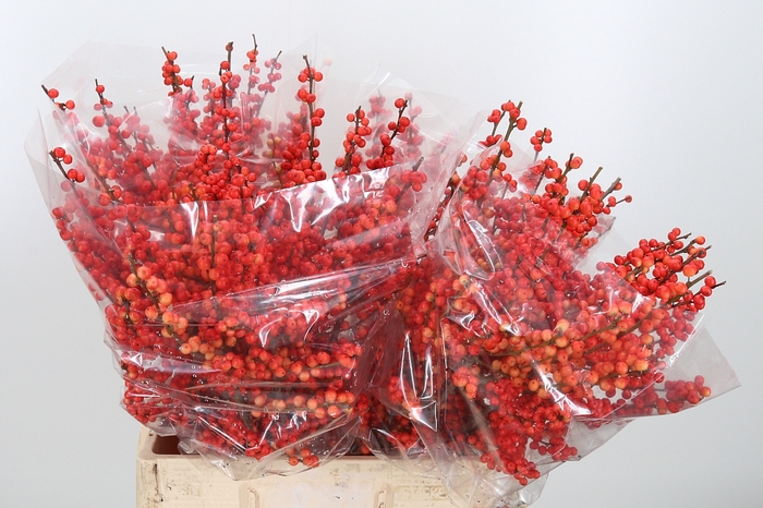 <h4>Ilex Vert Oudijks Oranje</h4>