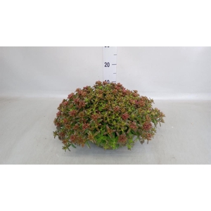 Sedum spurium 'Spot on deep Rose'
