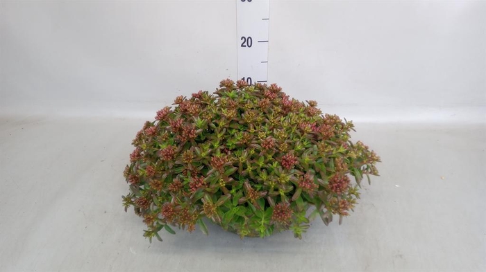 <h4>Sedum spurium 'Spot on deep Rose'</h4>