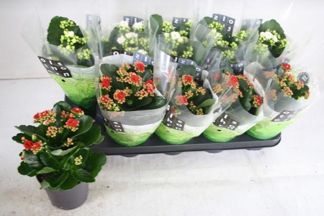 <h4>KAL GE GEM 2 KL</h4>