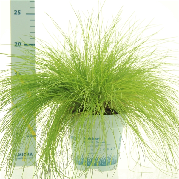 Deschampsia flexuosa AmiLime®