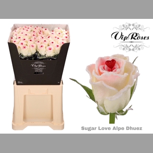 R GR SUGAR LOVE ALPE DHUEZ