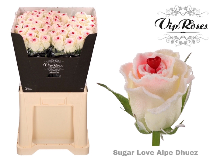 <h4>R GR SUGAR LOVE ALPE DHUEZ</h4>