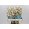 Amaranthus Yearming Desert