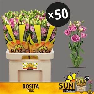 Eus G Rosita Rose Pink