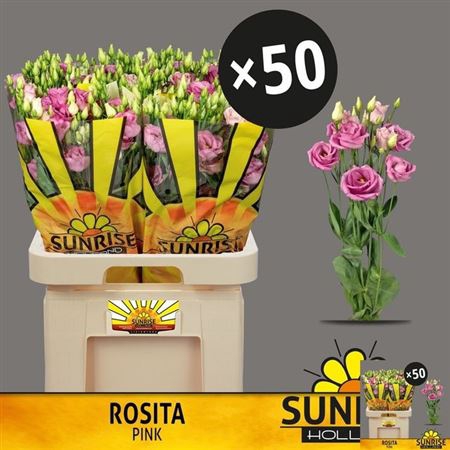 Eus G Rosita Rose Pink