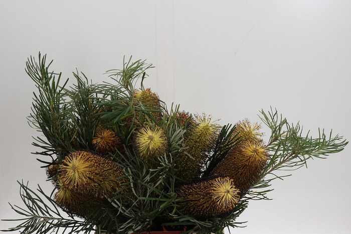 <h4>Banksia Spinulosa</h4>