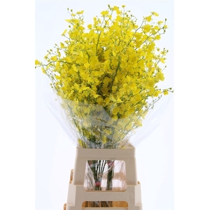 Oncidium Honey Angel Xxl (fs)