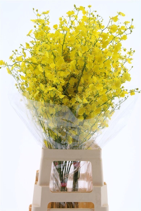 <h4>Oncidium Honey Angel Xxl (fs)</h4>