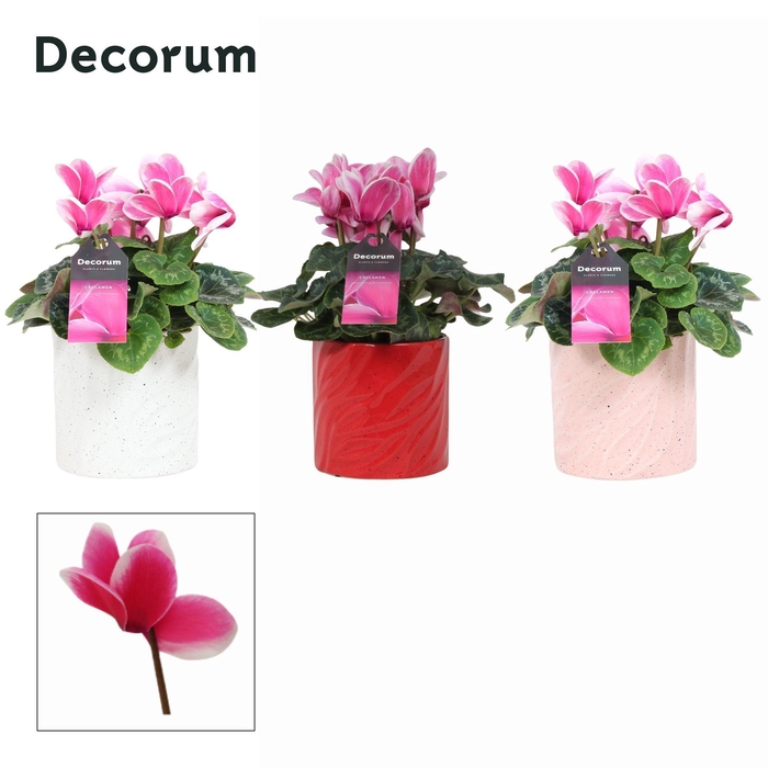 <h4>Cyclaam Lovely Moments in Ompot Yara ( Decorum)</h4>