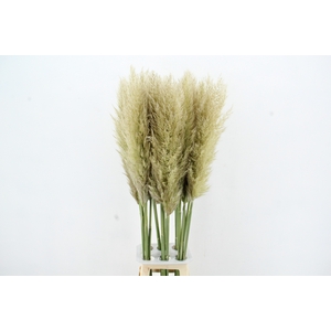 CORTA SE PUMILA 120CM
