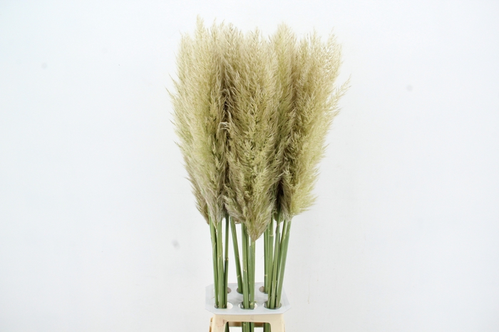 <h4>CORTA SE PUMILA 120CM</h4>