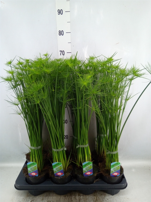 <h4>Cyperus haspan</h4>