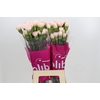 Dianthus St Spritz