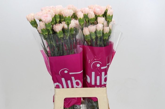 <h4>Dianthus St Spritz</h4>