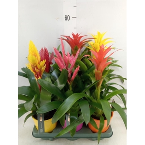 Bromelia   ...mix