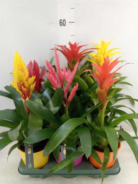 <h4>Bromelia   ...mix</h4>