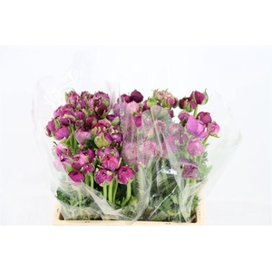 Ran Amandine Purple Jean