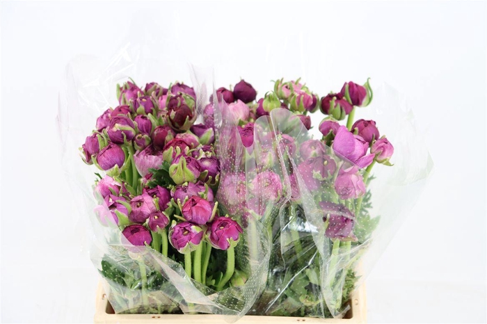 <h4>Ran Amandine Purple Jean</h4>