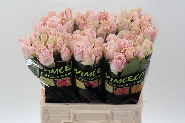 <h4>R Gr Sweet Avalanch+</h4>