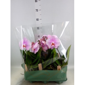 Phalaenopsis   ...