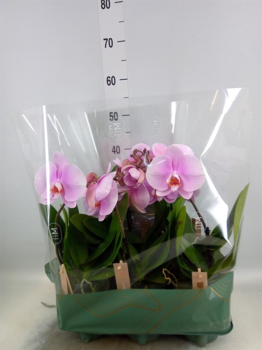 <h4>Phalaenopsis   ...</h4>