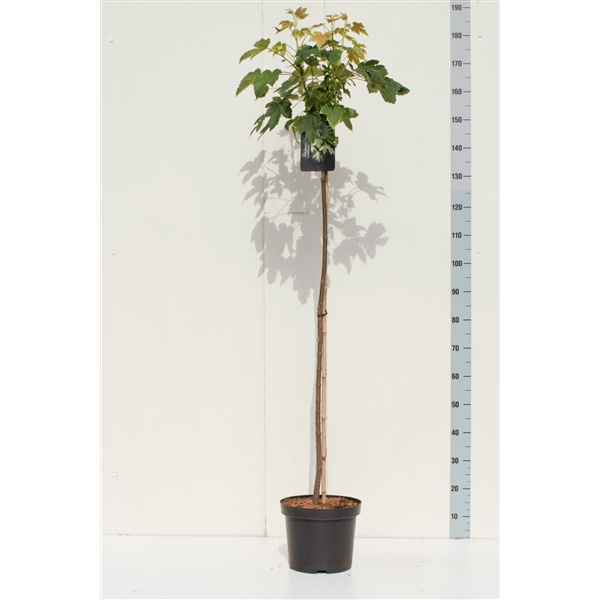 <h4>Acer pseud. 'Brilliantissimum' 120stam</h4>