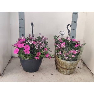 PERKPL GEM IN POT