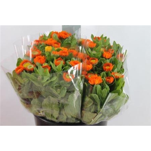 Calendula Orange