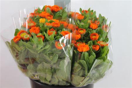 <h4>Calendula Orange</h4>