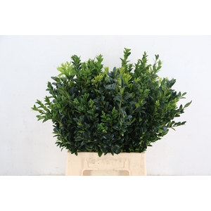 BUXUS PER BUNCH
