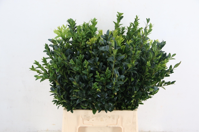 <h4>BUXUS PER BUNCH</h4>