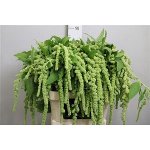 Amaranthus caud. 'Cycloop'