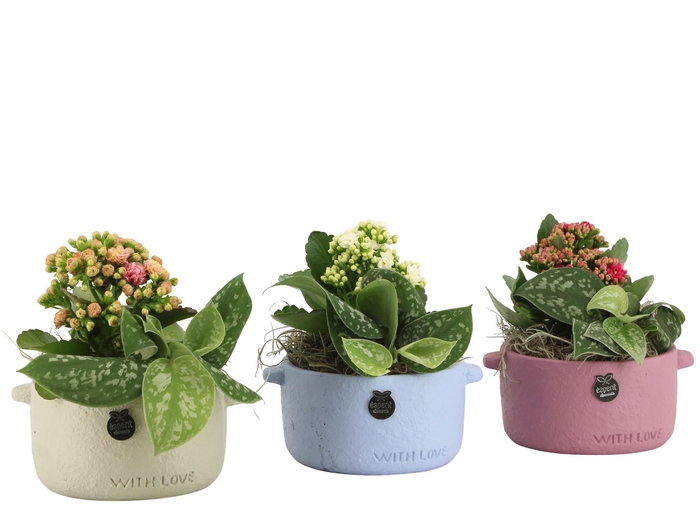 <h4>22008: Lovess arrangement</h4>